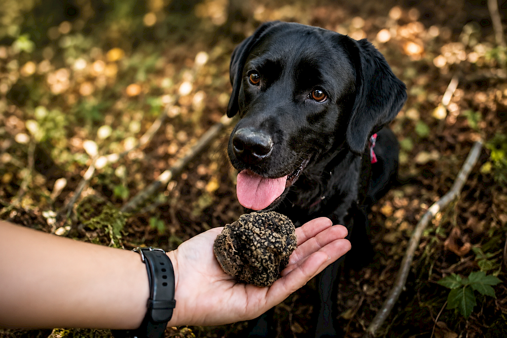 Chien truffier