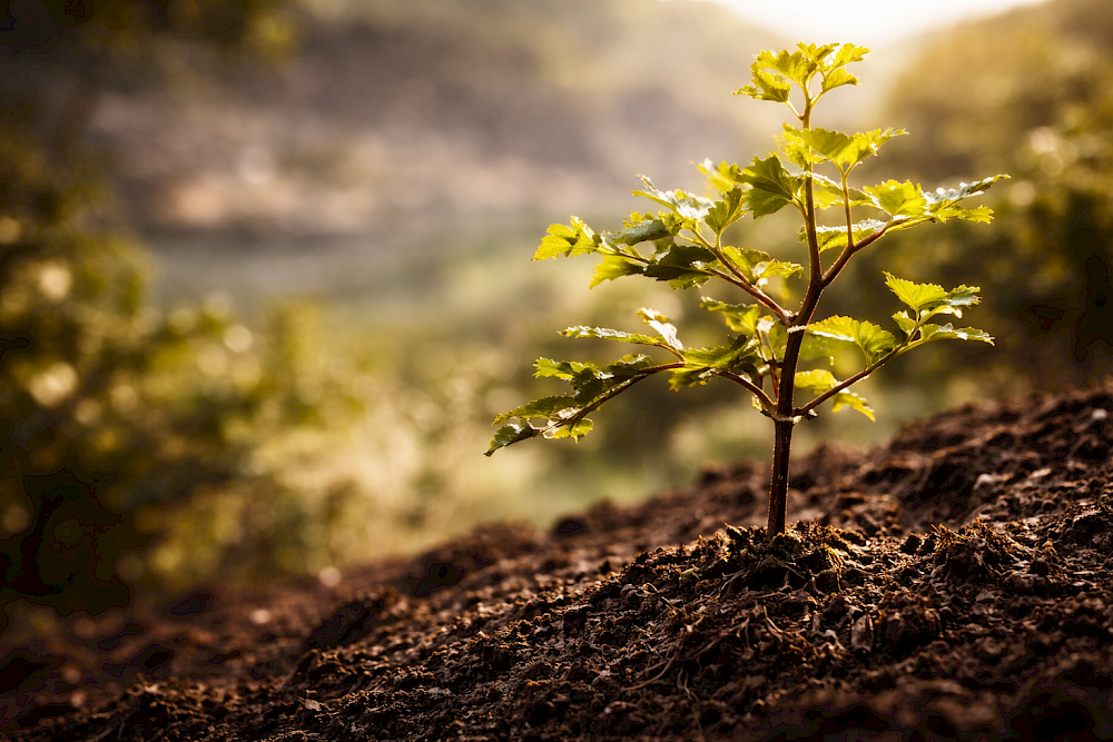 Arbre truffier